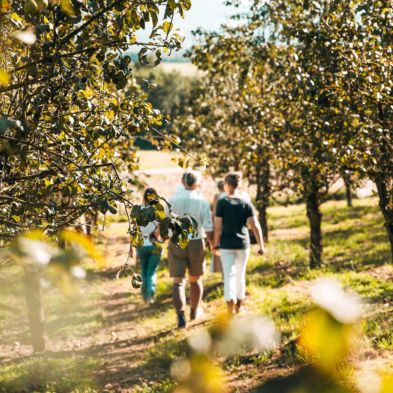 Inmitten der sanften Hügel und üppigen Obstbäume wandern fröhliche Menschen auf einem schmalen Pfad. Die warmen Sonnenstrahlen tauchen die Landschaft in ein goldenes Licht und laden dazu ein, die frische Luft und die idyllische Umgebung zu genießen.