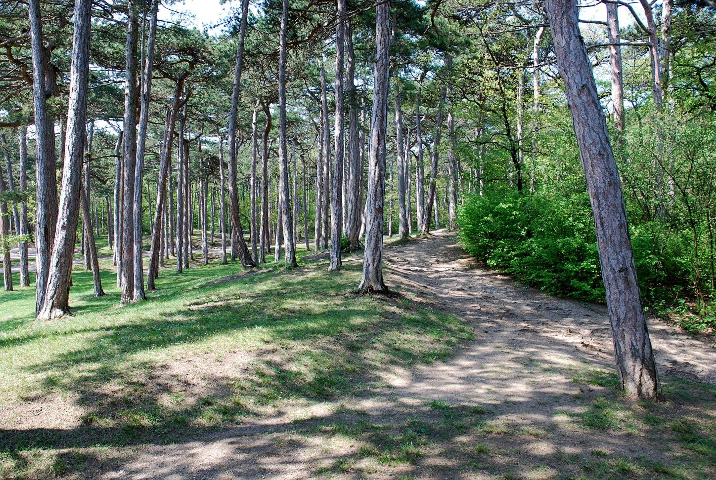 Waldteil im Kurpark Bad Vöslau