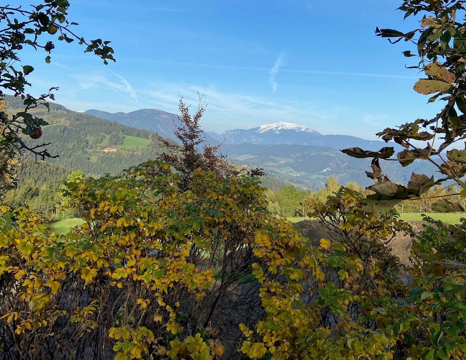 Blick auf den Schneeberg in der Ferne, umgeben von herbstlichen Bäumen und Sträuchern im Vordergrund.