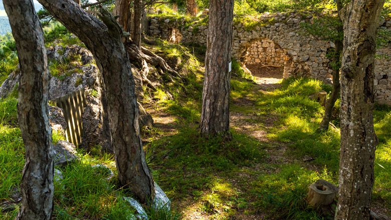Ruinenmauer mit Torbogen im Wald, umgeben von Bäumen und Gras.