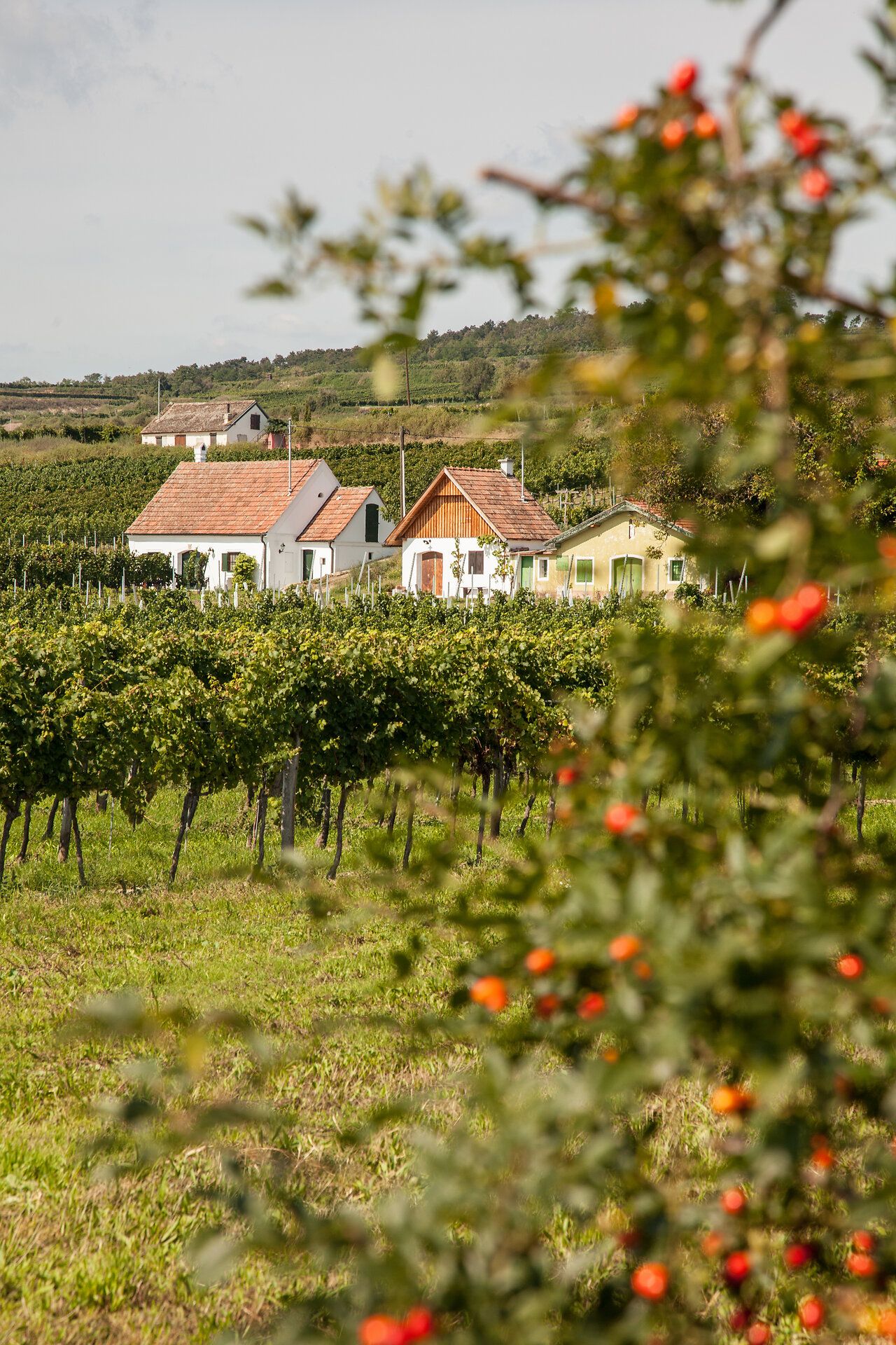 Schloss Stetteldorf drohnt auf der Wagramkante
