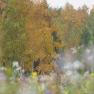 Herbst Laubbäume, © Jutta`s Ferientraum, Günter Prohaska