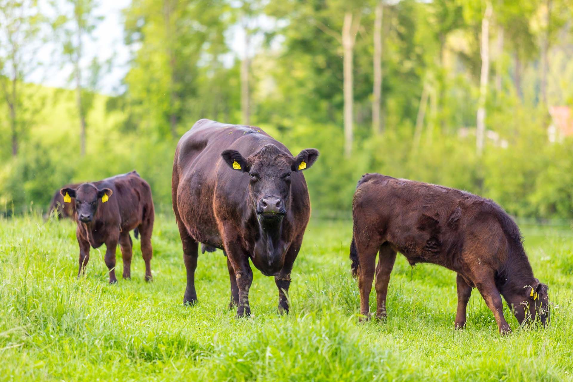 Drei Angusrinder auf einer grünen Wiese, umgeben von Bäumen.