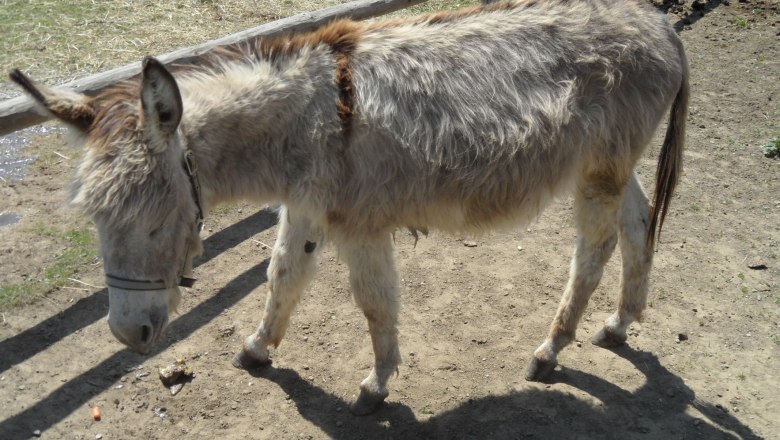 Esel Heini, &copy; Fam. Himmelmayer