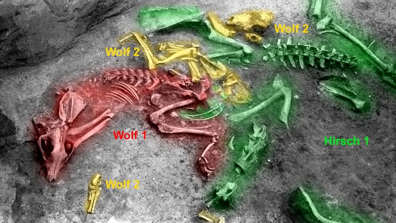 Archäologische Ausgrabung mit farblich markierten Skeletten von zwei Wölfen und einem Hirsch.