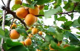 Reife Marillen am Baum, &copy; Steve Haider