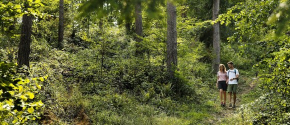 Naturwald Stift Altenburg, &copy; Waldviertel Tourismus/weinfranz