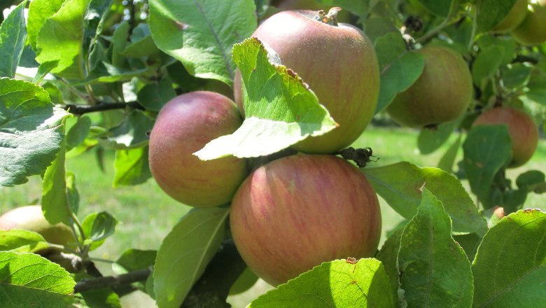 Nahaufnahme von roten &Auml;pfeln an einem Baum mit gr&uuml;nen Bl&auml;ttern.