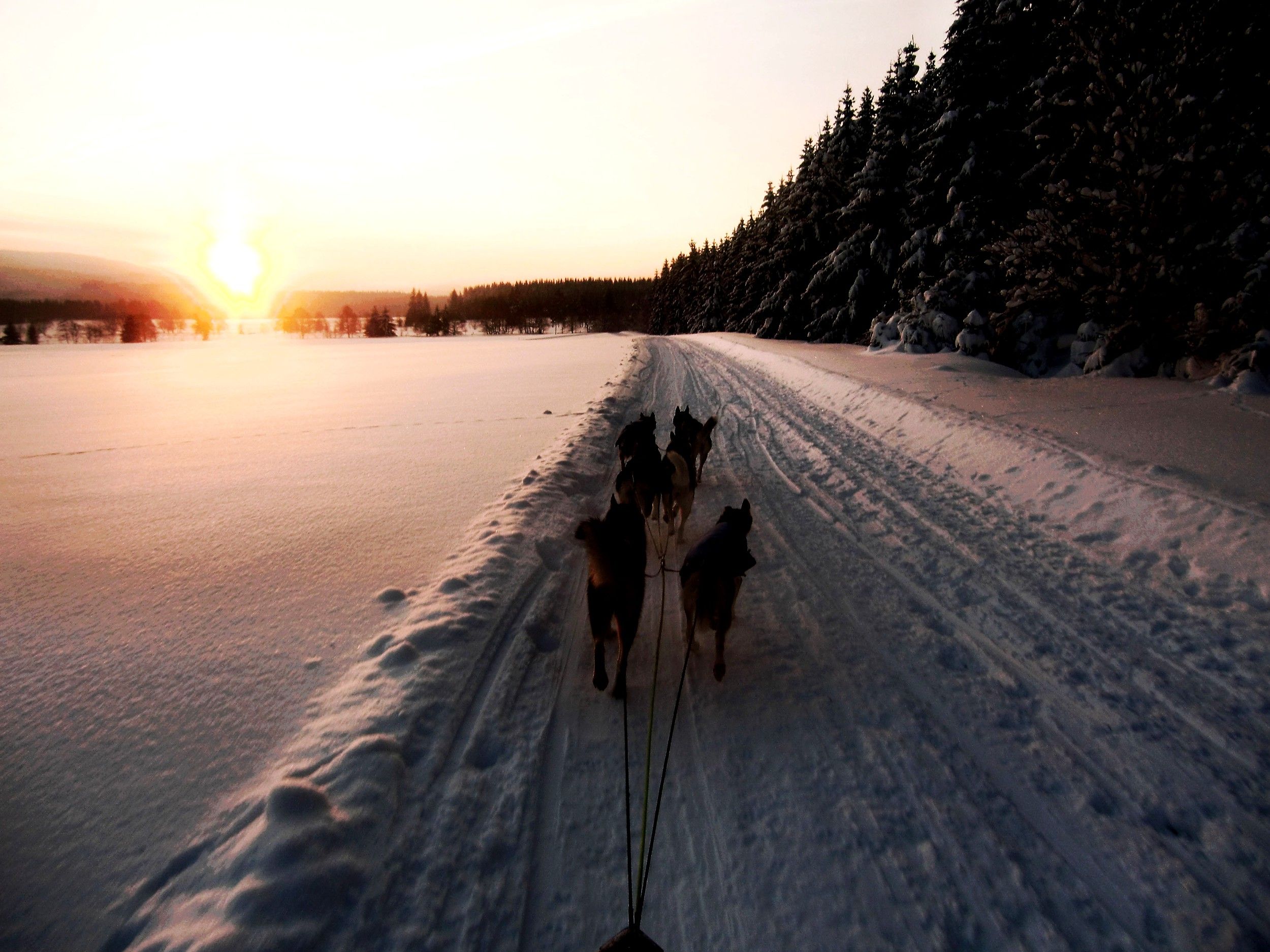 Huskys ziehen einen Schlitten bei Sonnenaufgang durch eine verschneite Landschaft.