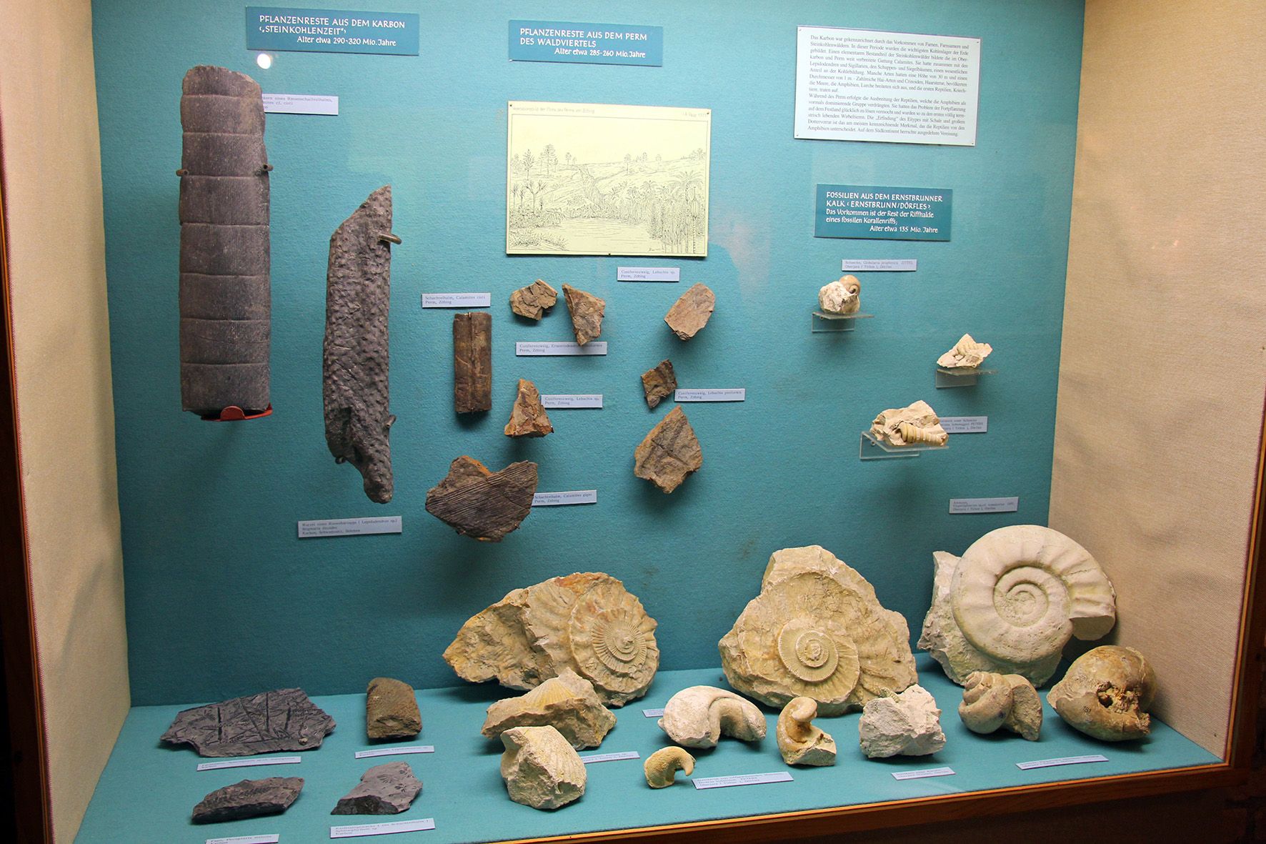 Ausstellung von Fossilien und Pflanzenresten im Bezirksmuseum Stockerau.