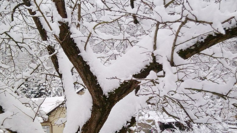 Ein schneebedeckter Baum im Winter mit kahlen Ästen und Schnee auf dem Boden.
