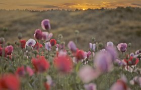 Ein Mohnfeld bei Sonnenuntergang mit roten und rosa Blüten im Vordergrund.