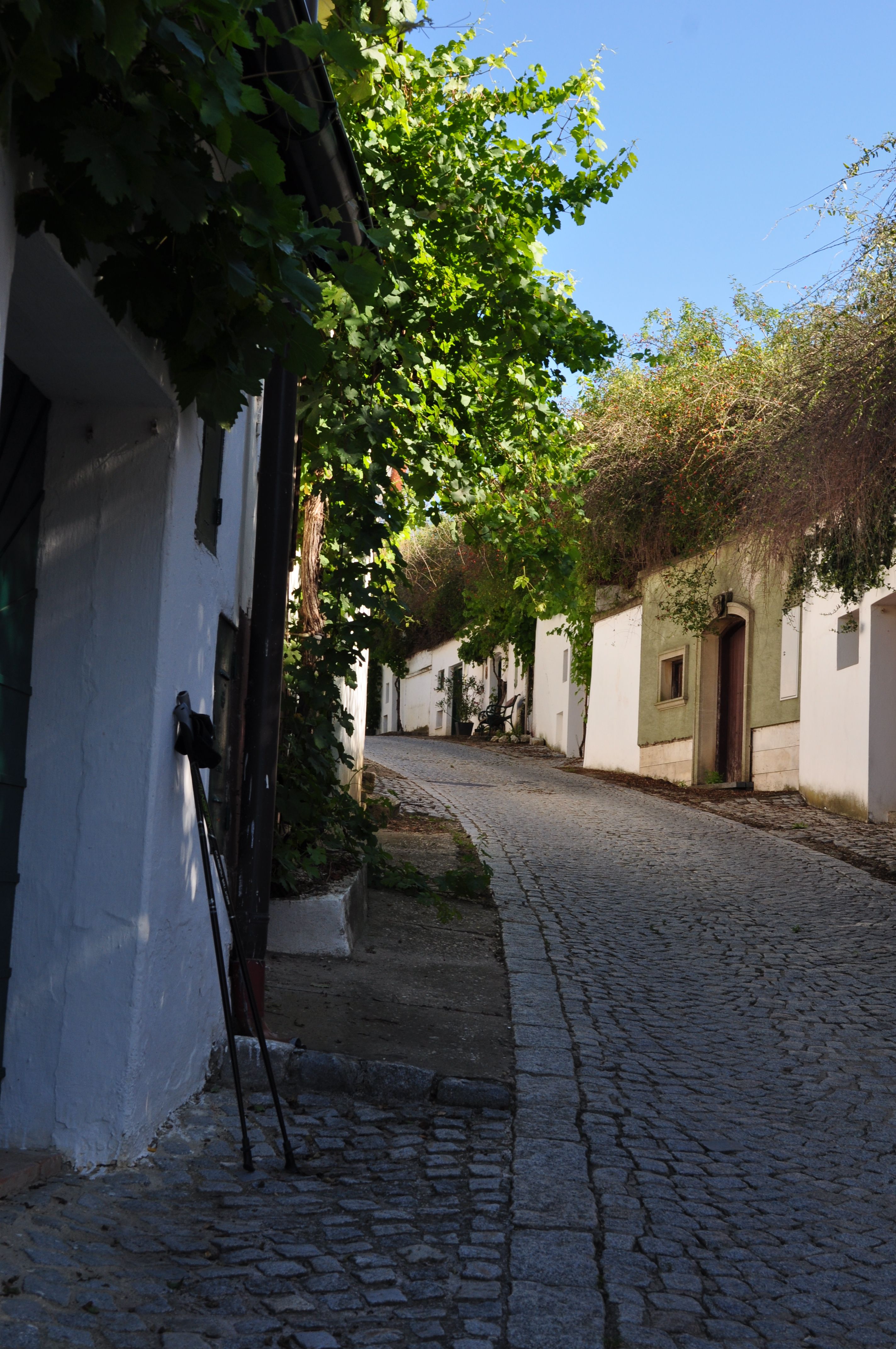 Kopfsteinpflasterstraße in einer Kellergasse mit Weinreben und weißen Gebäuden.