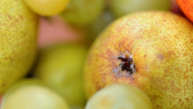 mostbirne_kerndler-58-by-stevehaidercom-09, &copy; Steve Haider