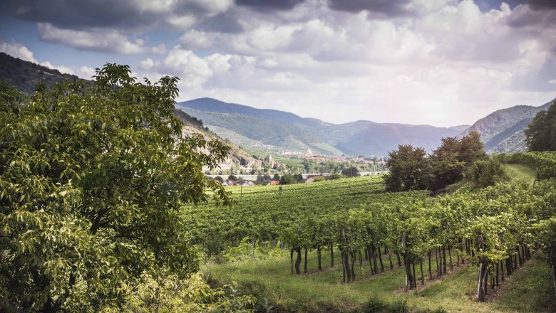 Aussicht Rossatz-Arnsdorf, © Donau NÖ/Daniela Matejschek Weinberge und Landschaft in Rossatz-Arnsdorf, umgeben von Hügeln und Wolken.