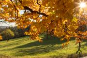 Bunte tanzende Blätter und klare, frische Luft sind treue Herbstbegleiter., © Wienerwald Tourismus/Raimo Rumpler