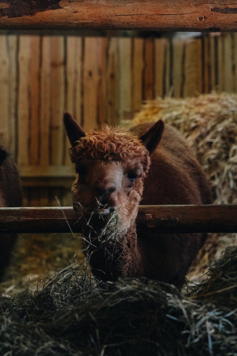 Frau hat Alpaka an der Leine und geht im Schnee spazieren