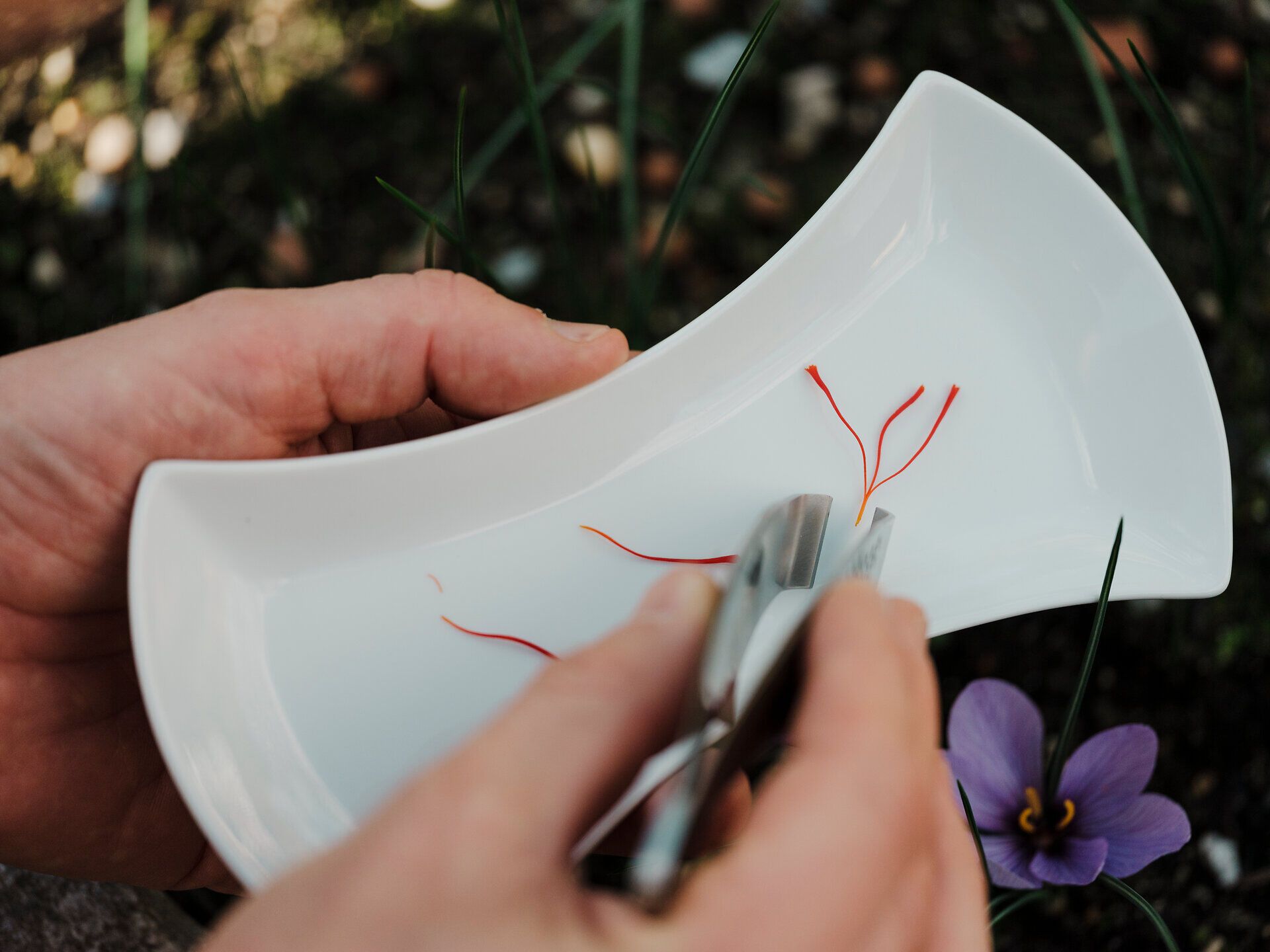 Inmitten der malerischen Landschaft wird mit viel Liebe zum Detail ein Teller mit feinen Safranfäden dekoriert. Die sanften Farben der Blüten und das zarte Aroma der Kräuter schaffen eine einladende Atmosphäre, die zum Verweilen einlädt.